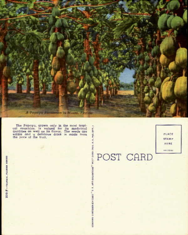 Papaya plantation Miami Florida linen 1930-1945
