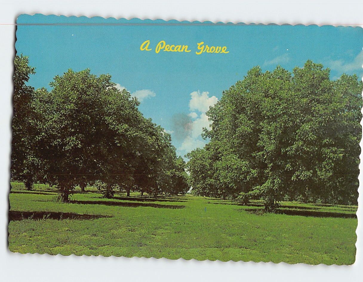 Postcard Pecan Grove