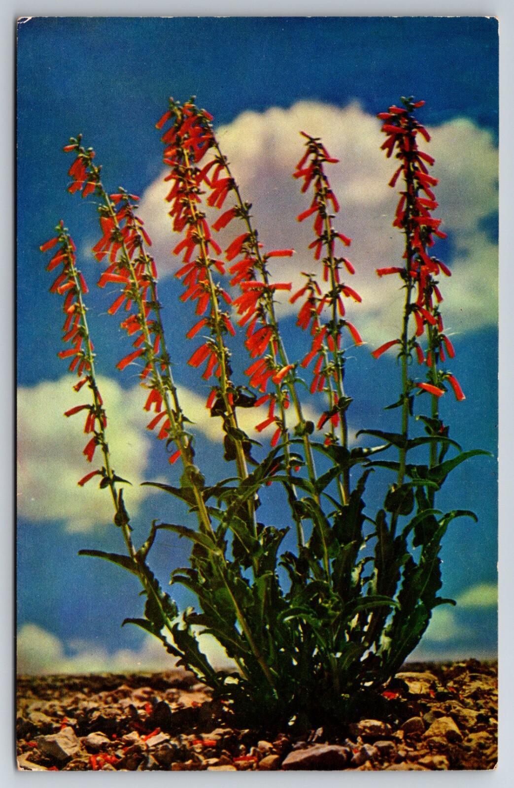Scarlet Bugler Wildflowers California CA Bill Bass Kodachrome Nature Postcard
