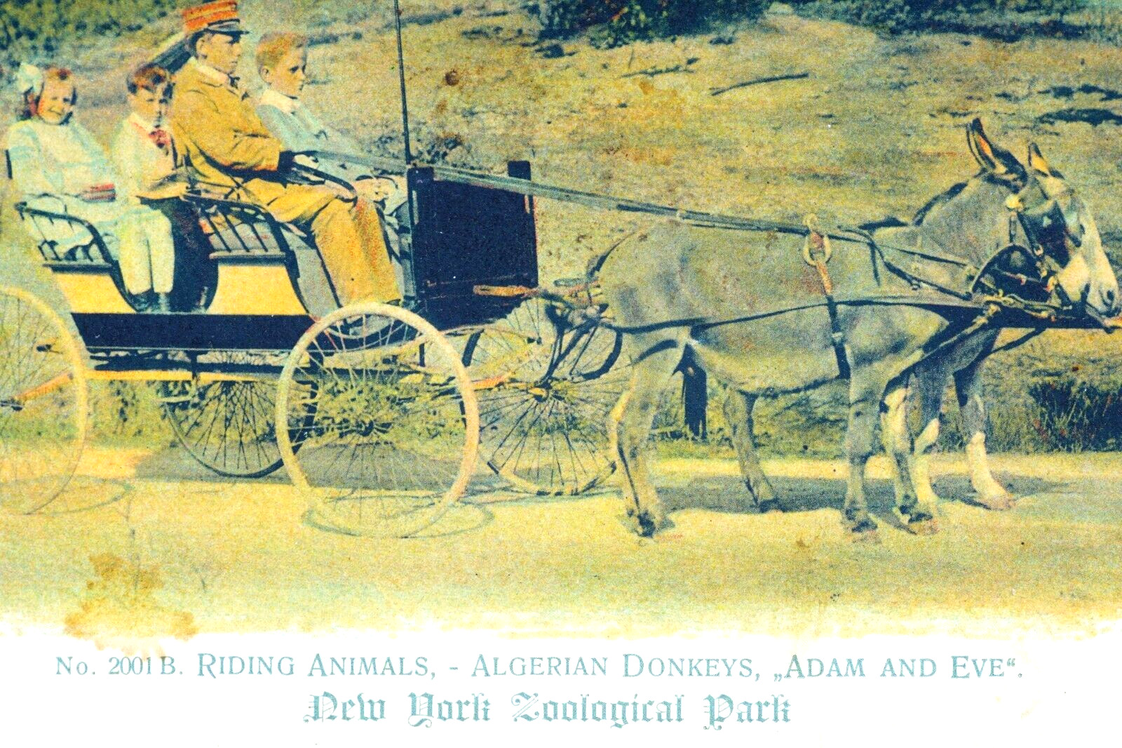 New York Zoological Park Donkey Pulling Wagon Carriage 1905 Postcard RARE!