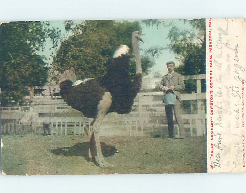 Pre-Chrome FARM SCENE Pasadena – Los Angeles California CA j/05 AH6192