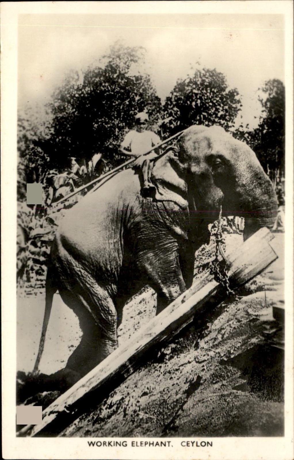 Working Elephant Ceylon Photographic Co. c1900s-20s Real Photo Vintage Postcard