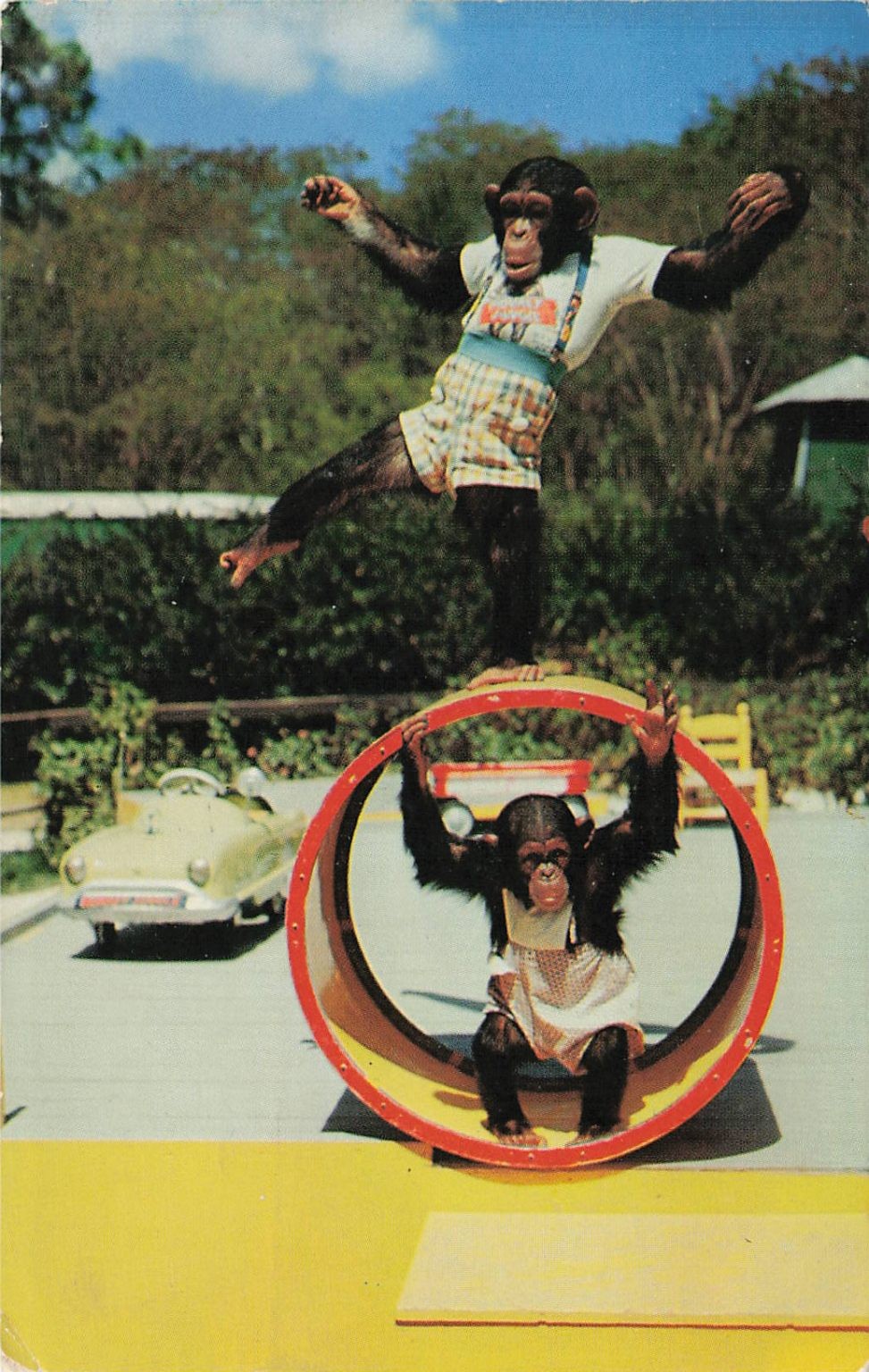 Chimpanzee Stars Monkey Jungle Miami Florida 1969 Vintage Postcard