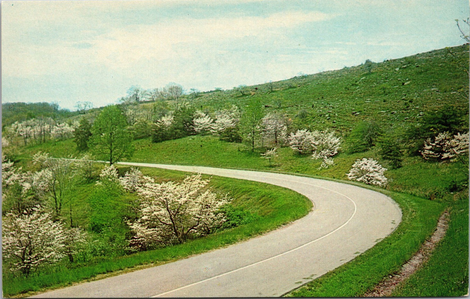 Dogwoods Blooming On Skyline Drive Shenandoah National Park Postcard C30