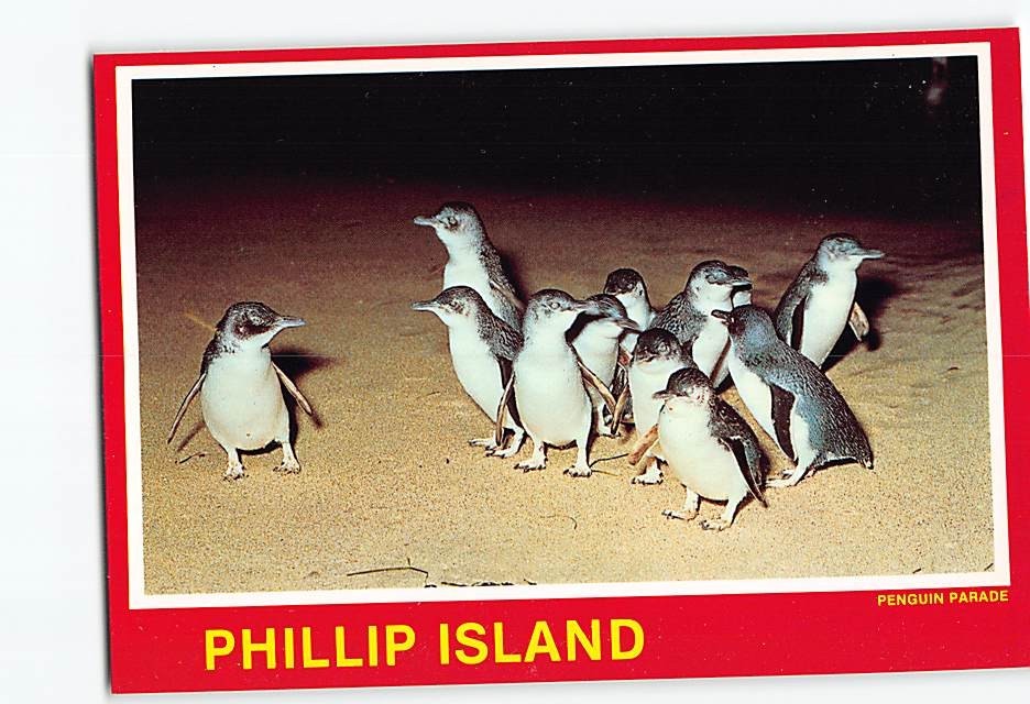 Postcard Penguin Parade Phillip Island Victoria Australia