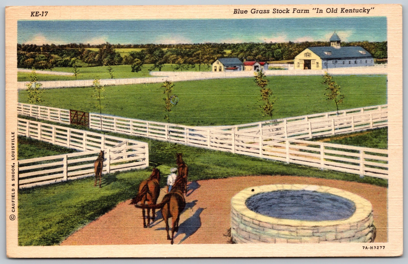 1950 Blue Grass Stock Farm Kentucky Horses Fence VINTAGE Postcard 9925