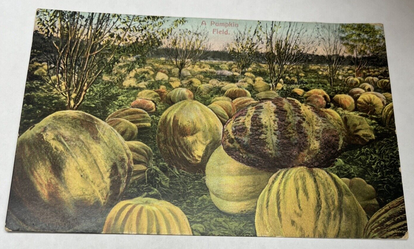 Pumpkin Field at Dusk Halloween Fall Newman Post Card Co. 1908