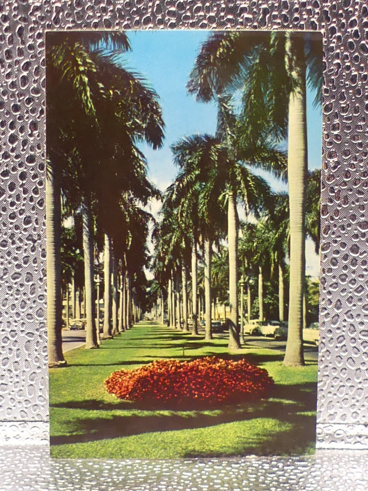 Avenue Of Royal Palms Florida Scenic Road Travel Tourism Topographical Postcard