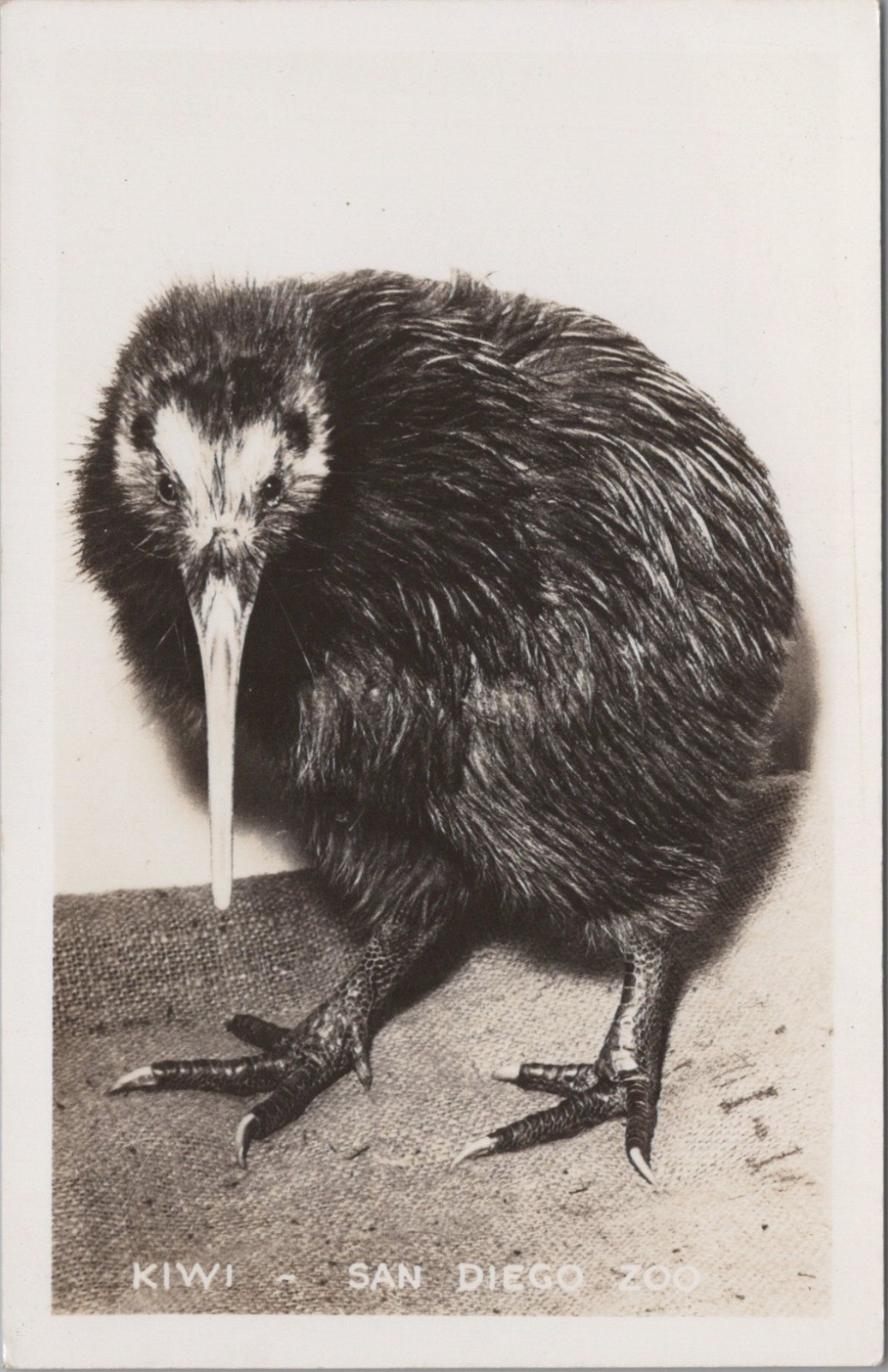RPPC Kiwi Bird San Diego Zoo California Kodak photo postcard AQ7