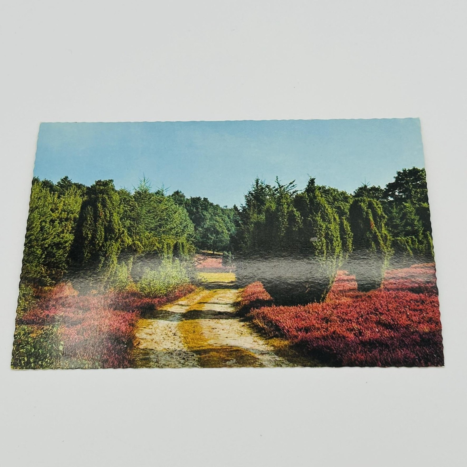 Germany Standard (5.5 X 3.5 In) Lithograph Postcard Multicolor Landscape Flowers