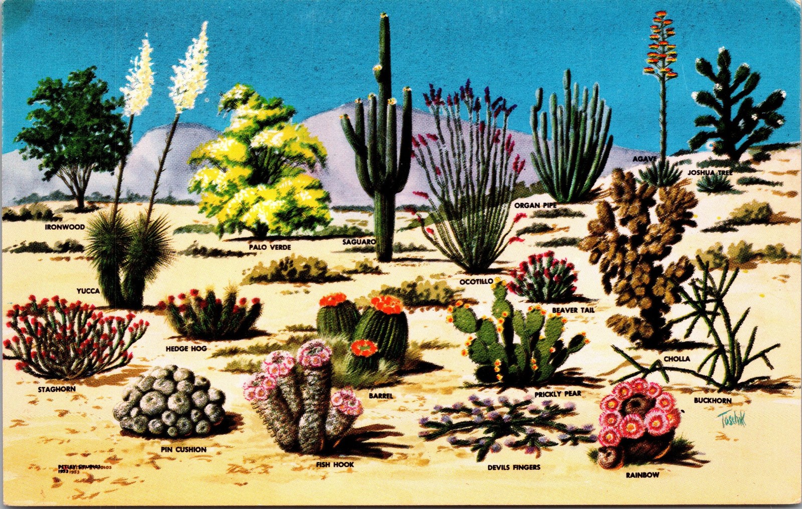 Cacti And Desert Flora Postcard Larry Toschik K341 Bob Petley Phoenix C21