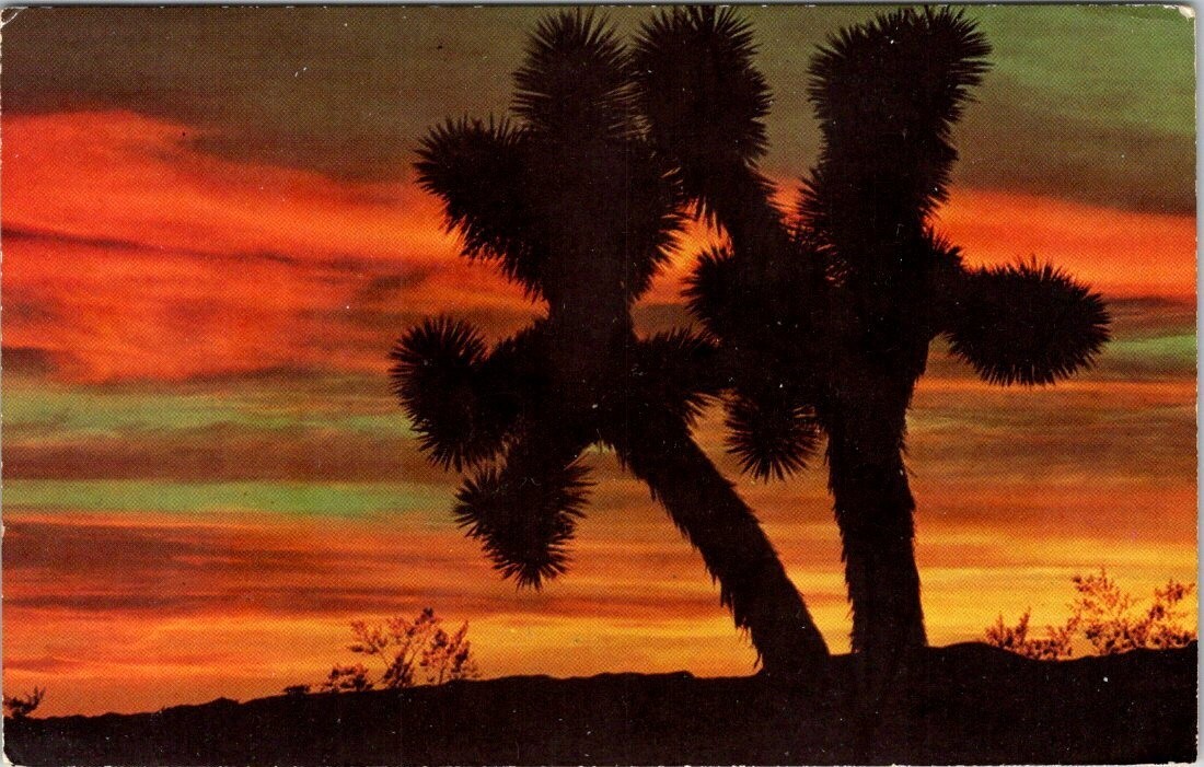 Sunset on the Desert Scene Vintage Chrome Postcard Unposted A85