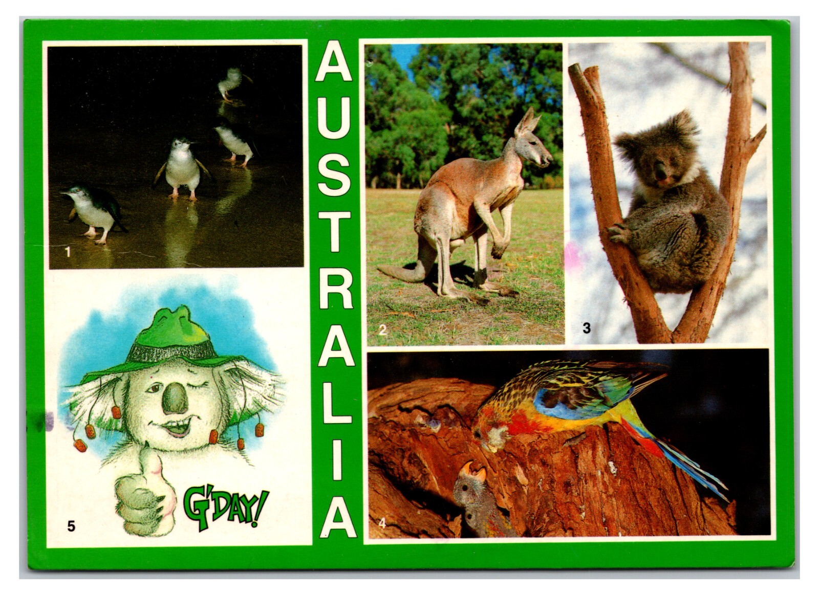 Vintage 1980s – Wildlife of Australia Postcard (Posted 1989)