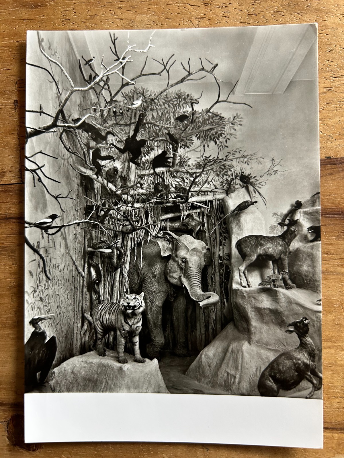 Vintage Museum Diorama Postcards Darmstadt Echt Foto Animals Taxidermy Germany