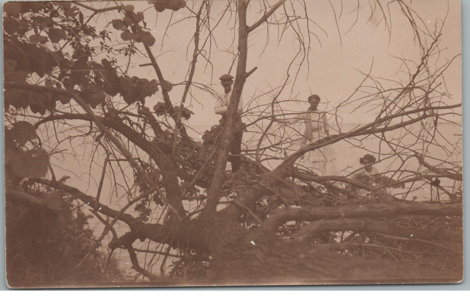People Posing in Fallen Tree Branches c1910 RPPC Postcard