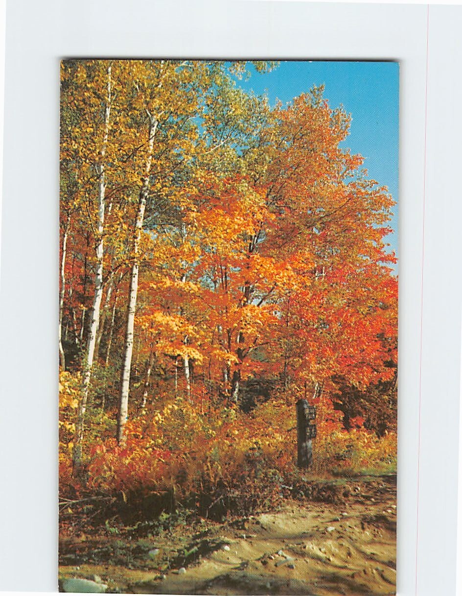 Postcard Colors of Fall Nature Scene