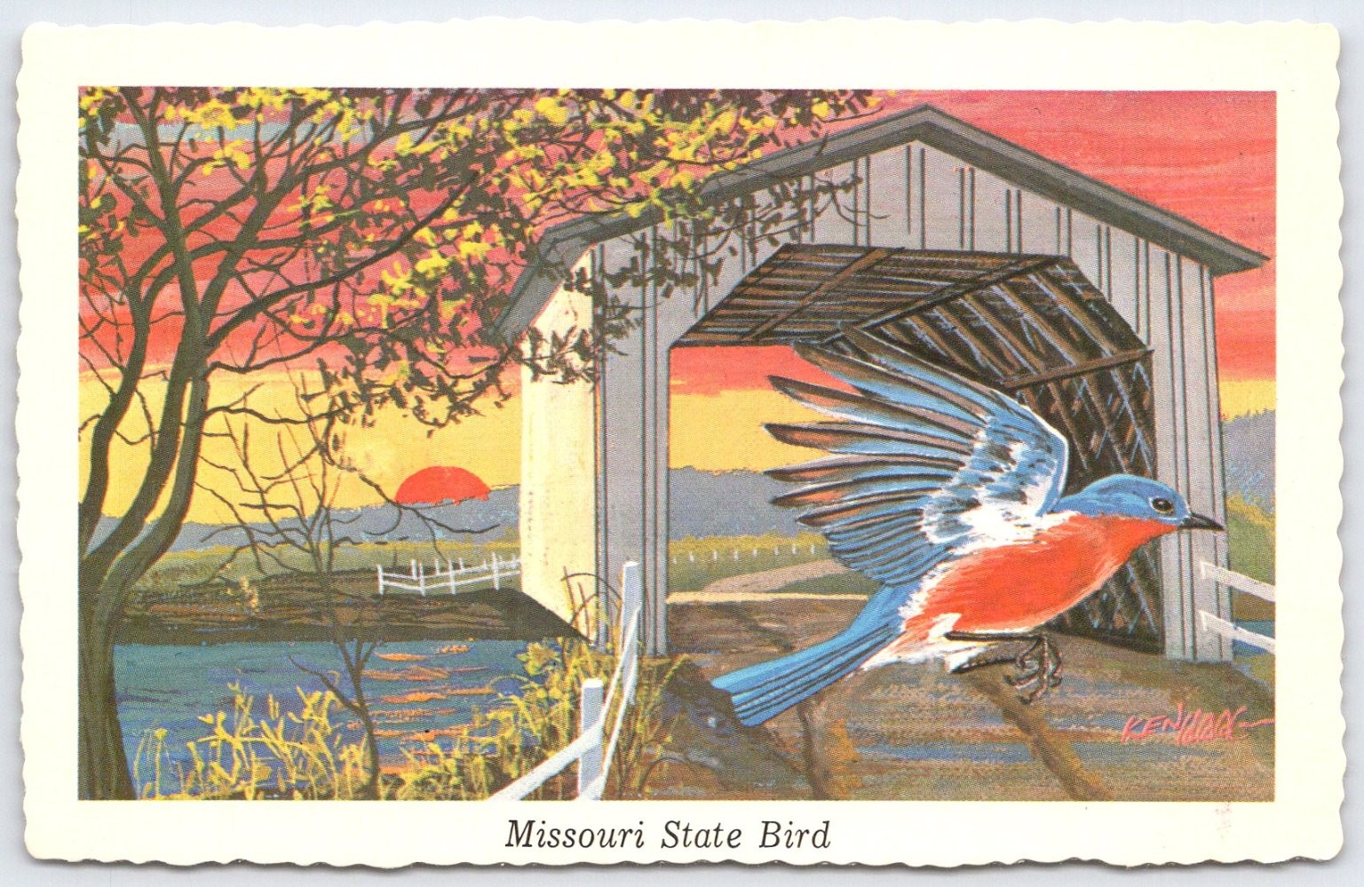 Vintage Missouri State Bird Bluebird Postcard by Ken Haag 1968