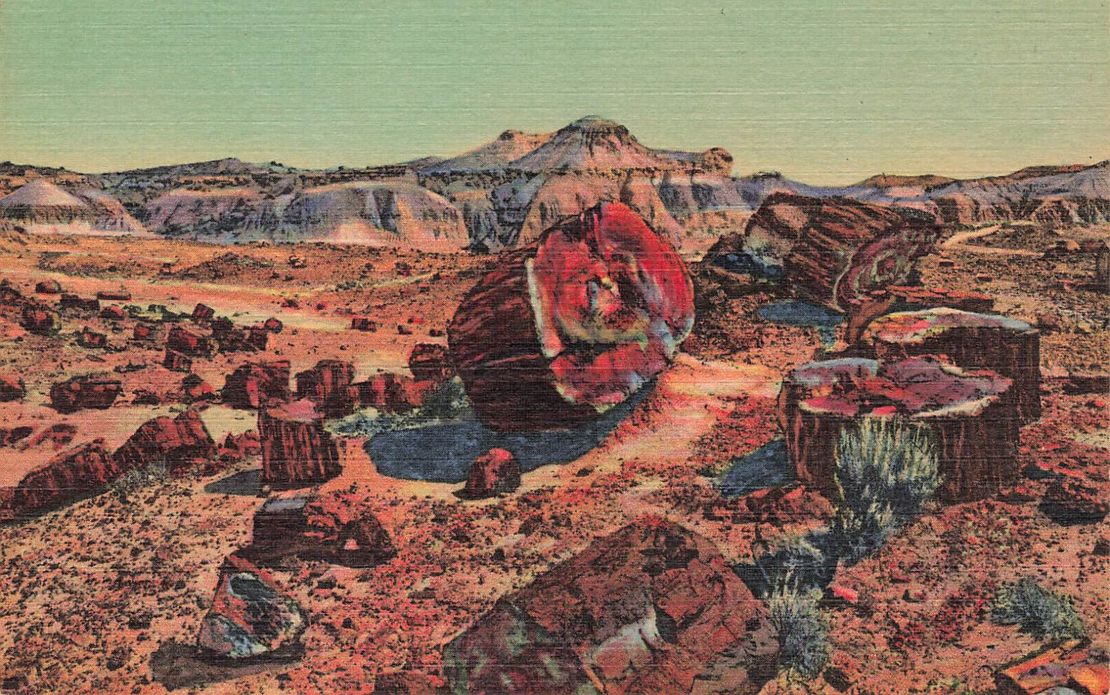 FALLEN LOG CROSS SECTION TREE IN DESERT POSTCARD PETRIFIED FOREST ARIZONA 1935