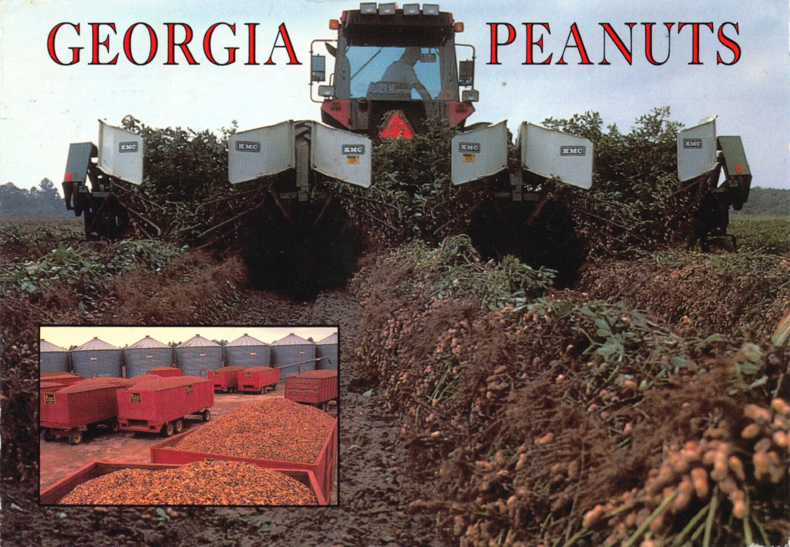 GA~GEORGIA~PEANUTS~A VERSATILE CROP GROWN IN ABUNDANCE~CONTINENTAL