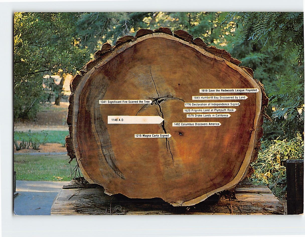 Postcard Cross Section of a Typical Redwood Tree