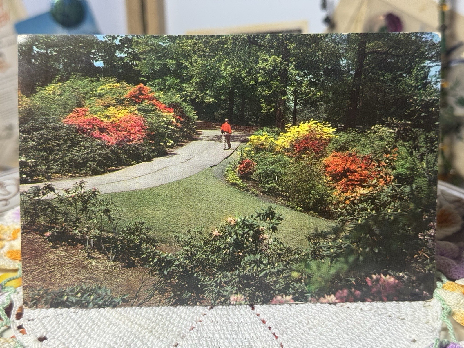 Vintage Rhododendrons Garden Postcard Plastichrome Scenic Path 1950s Ephemera
