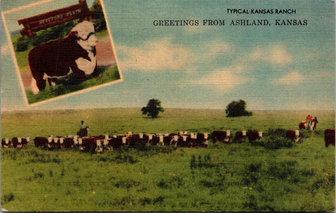 1940 Ashland Kansas Hereford Ranch Cattle Linen Postcard Woodgifts