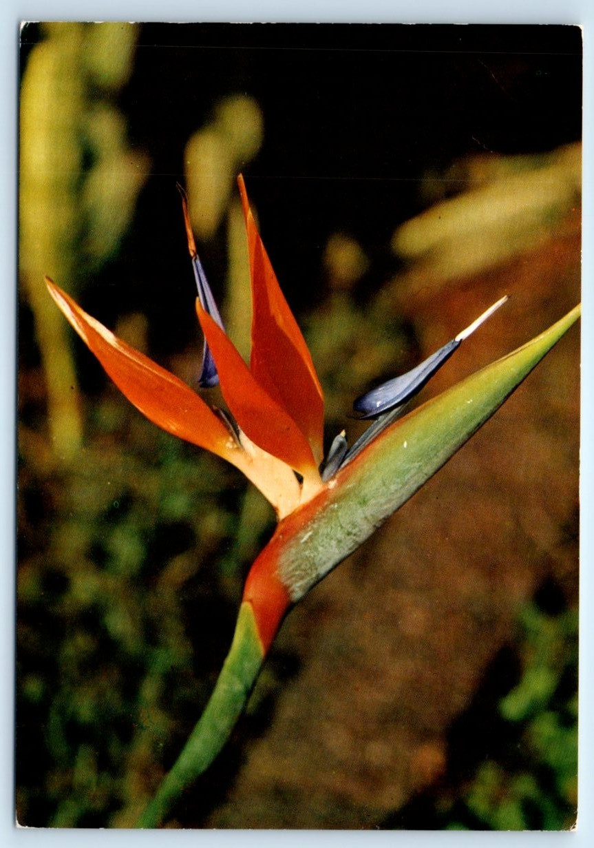 Bird of Paradise Flower – Canary Islands – Gran Canaria SPAIN 4×6 Postcard