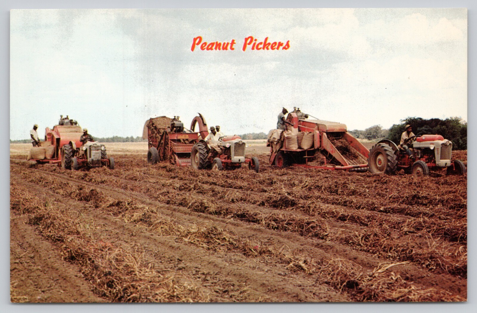 Postcard Peanut Pickers and Harvesters Picking Peanuts