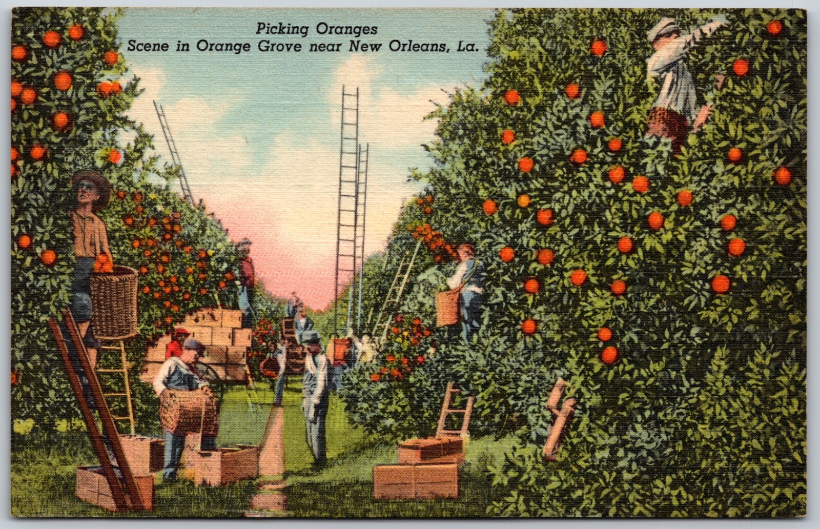 Picking Oranges at a Grove By New Orleans Louisiana Vintage Postcard 2077