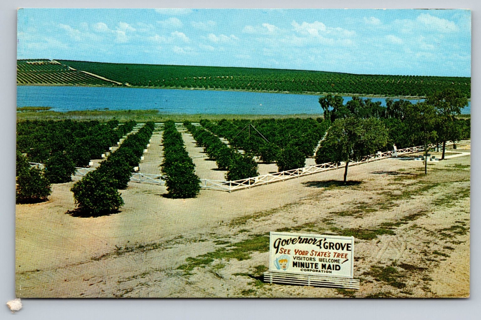 Governors’ Grove Citrus Trees at Clermont Florida Vintage Postcard