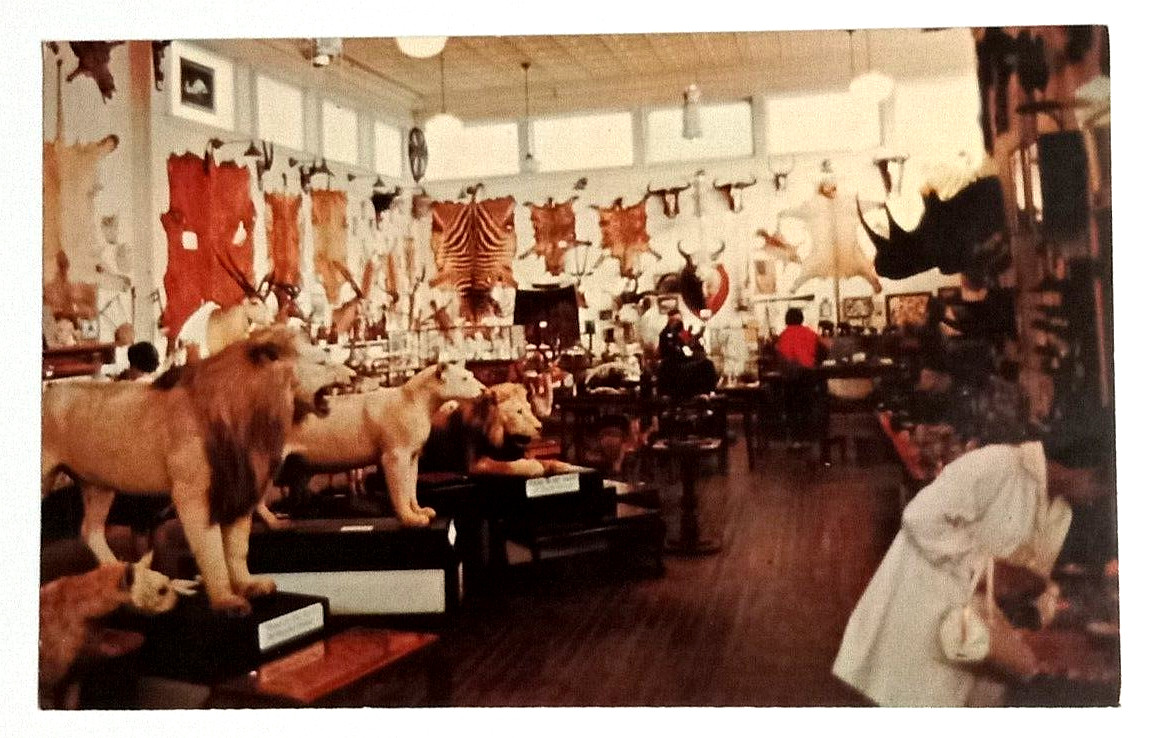 Morse Taxidermy Museum Animal Skins Tusks Warren NH Dexter Postcard c1960s (c)