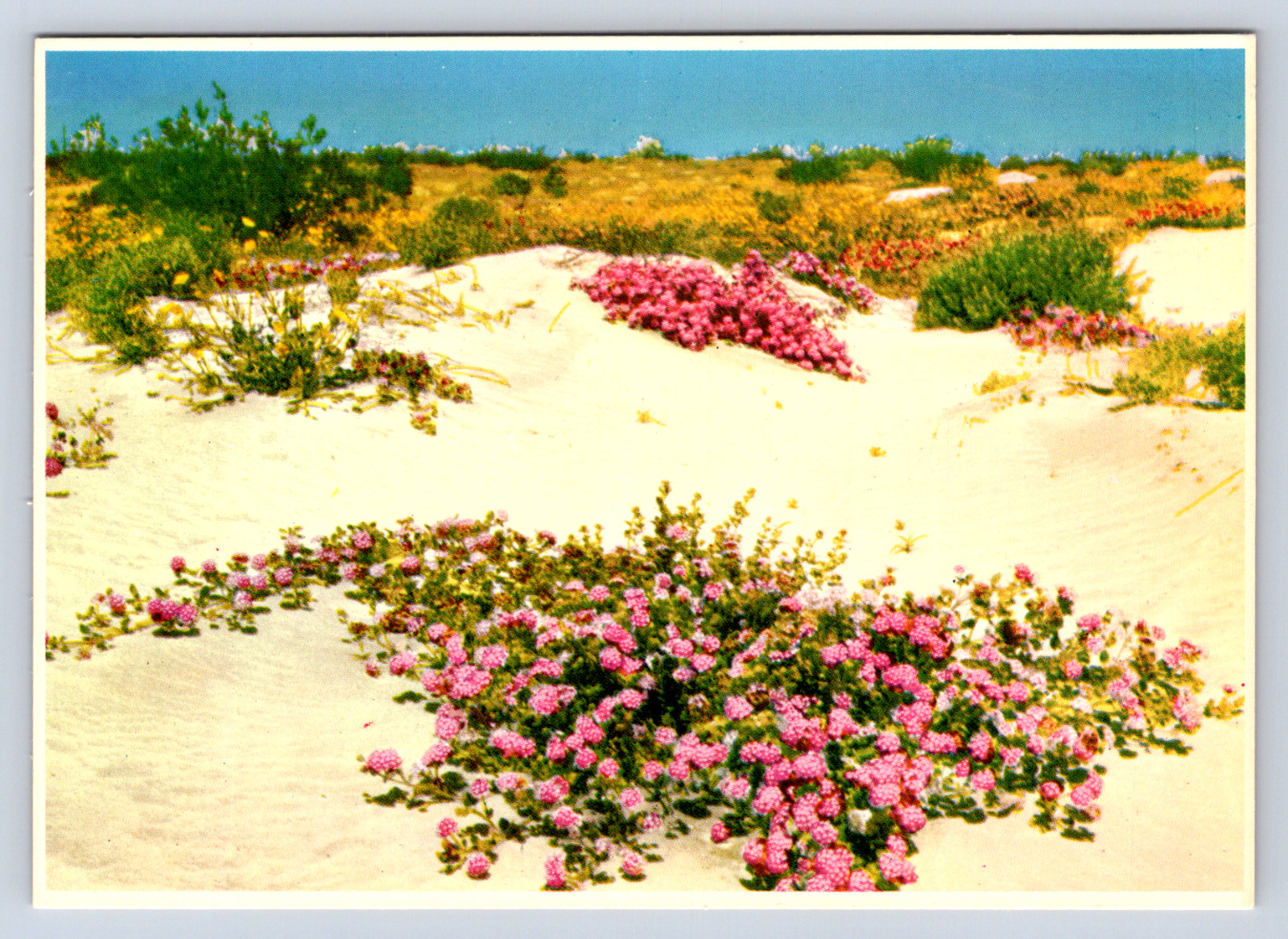 Vintage Postcard Desert Verbena Flowers Sand Dunes Arizona Scenic