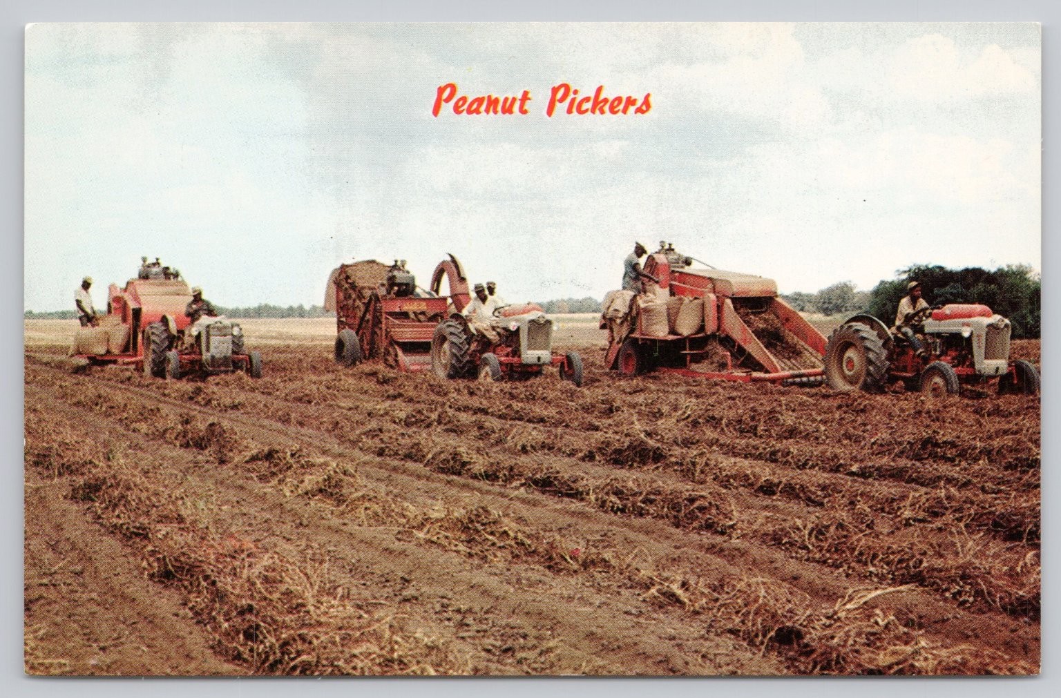 Vintage Peanut Pickers Farming Scene Postcard by National Post Card Service