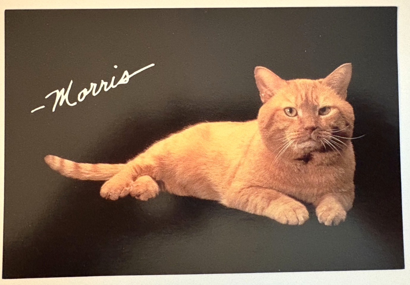 1995 MORRIS the Cat 4″ x 6″ Postcard 9 Lives