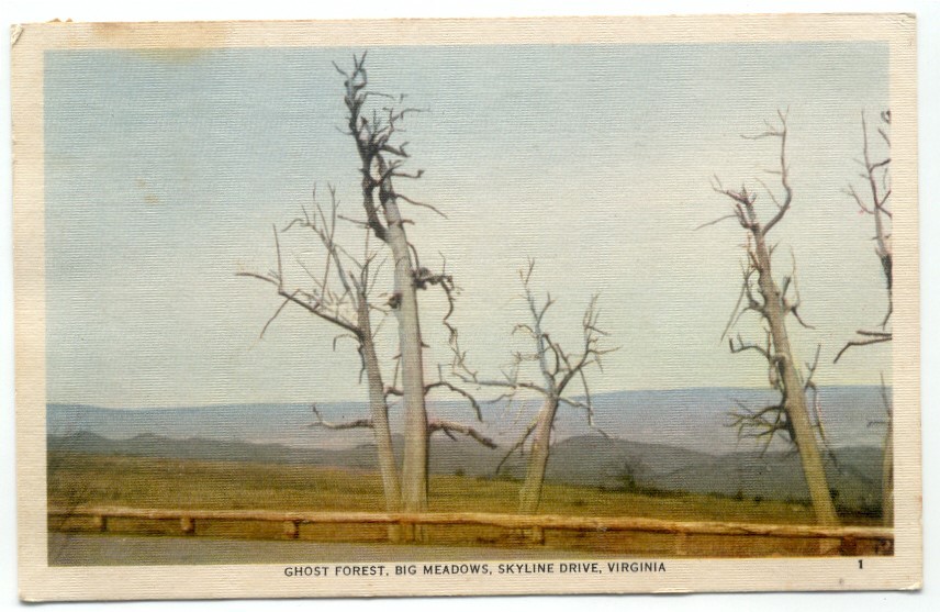 Ghost Forest Big Meadows Skyline Drive VA 1940s Postcard Virginia