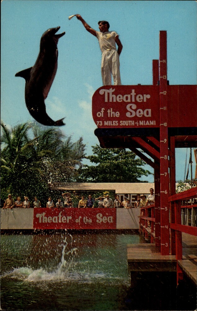 Islamorada,FL Porpoise Mid-Air Theatre of The Sea Monroe County Florida Postcard