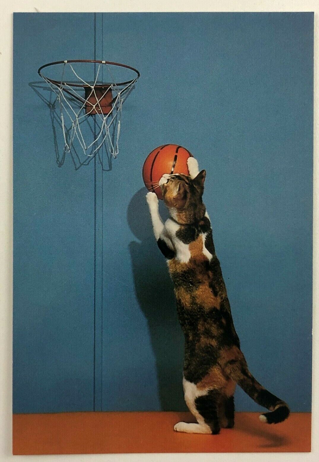 Calico Cat Shooting Basketball Cute Feline Humor Postcard