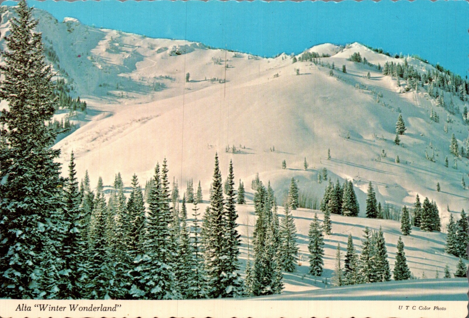 ALTA, UTAH SKIING CONTINENTAL 4X6 CHROME POSTCARD “Winter Wonderland” Open Slope
