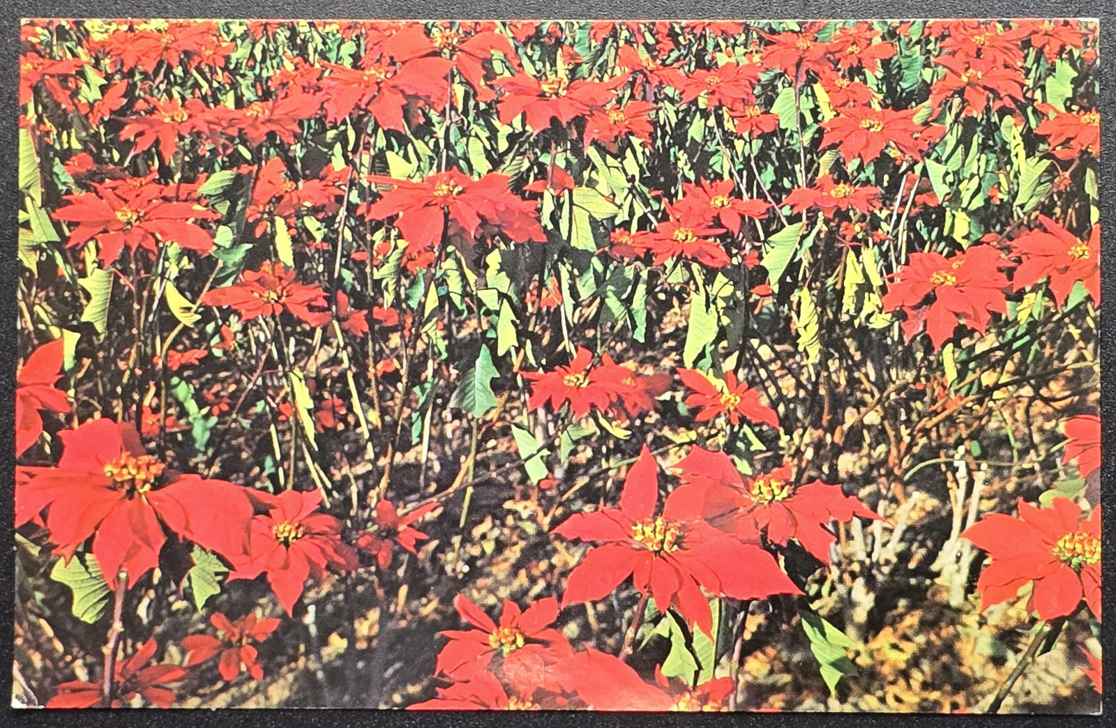 Poinsettia Field California Chrome Postcard Columbia Wholesale Supply
