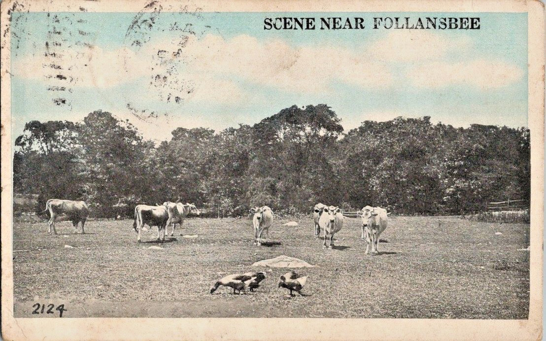Scene near Follansbee W Va cows watching flock of ducks 1917 postcard a100