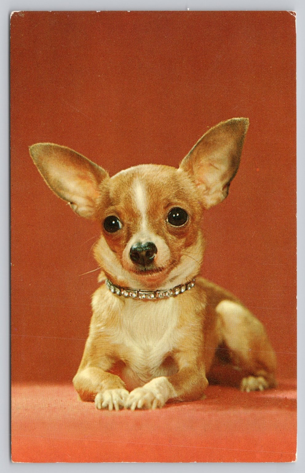Vintage Plastichrome Chihuahua Dog Postcard P21934 by Chandoha Pet Animal