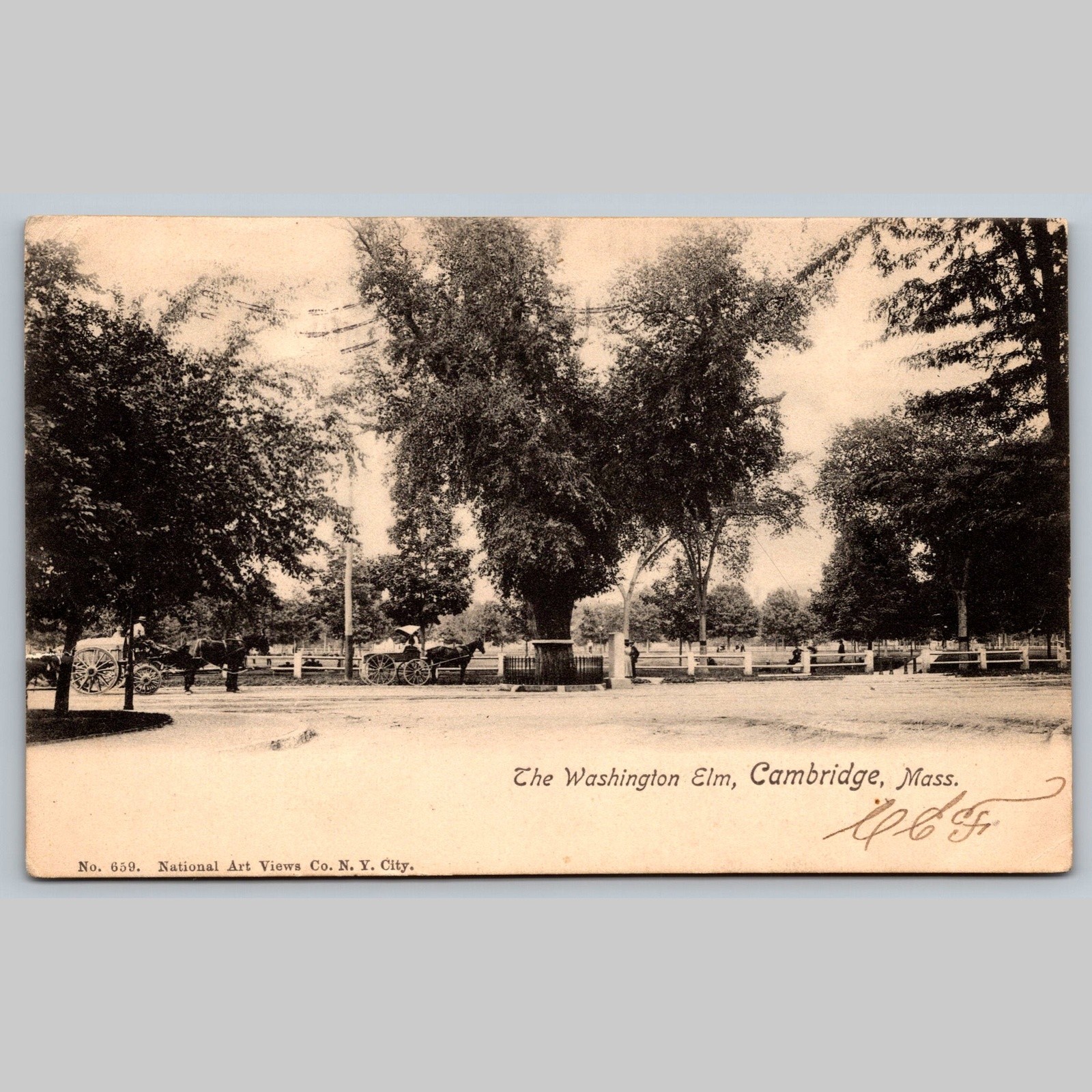 Postcard The Washington Elm Cambridge Mass 1905