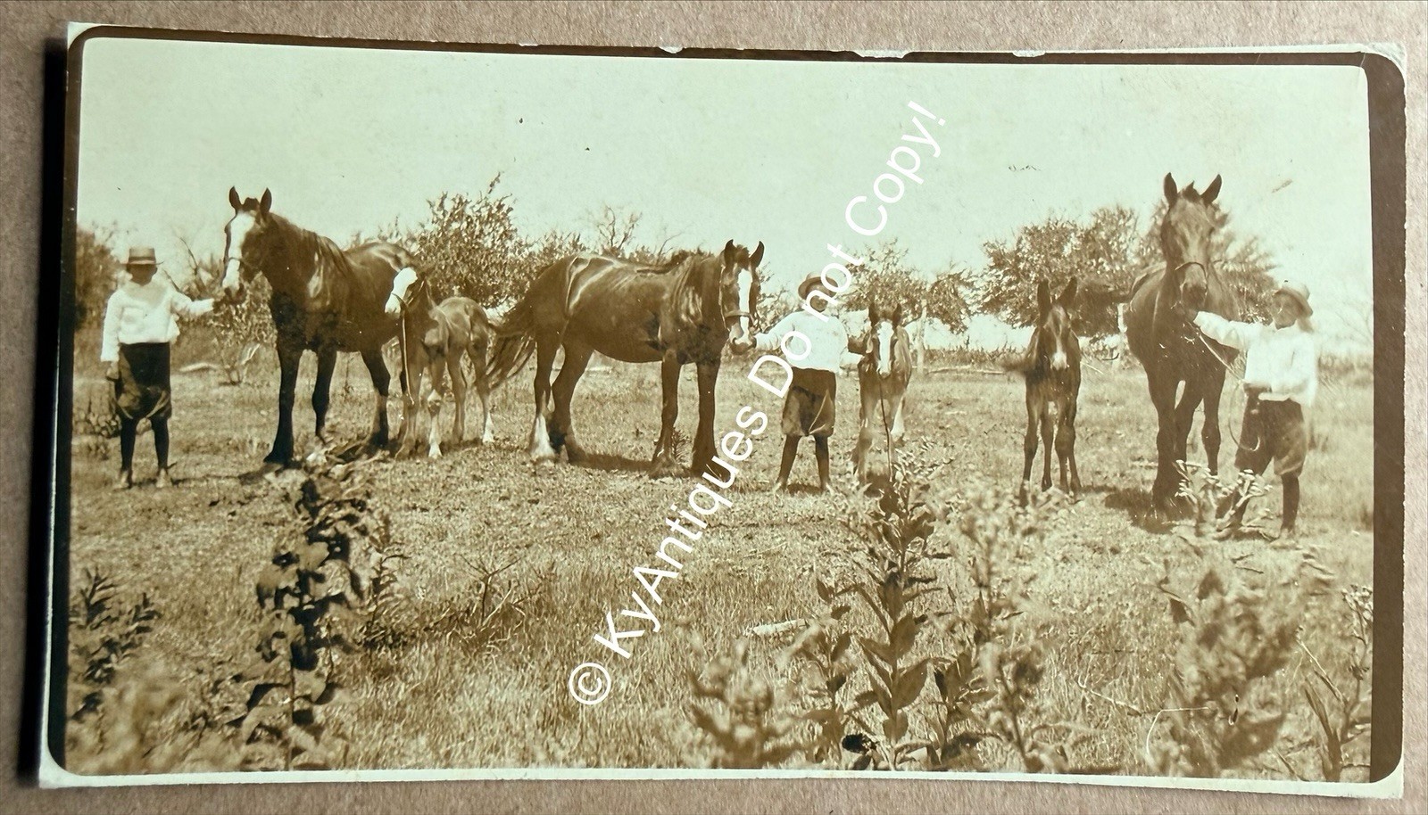 1918 HORSE & COLT SHOW GREEN COUNTY KENTUCKY RPPC POSTCARD GREENSBURG