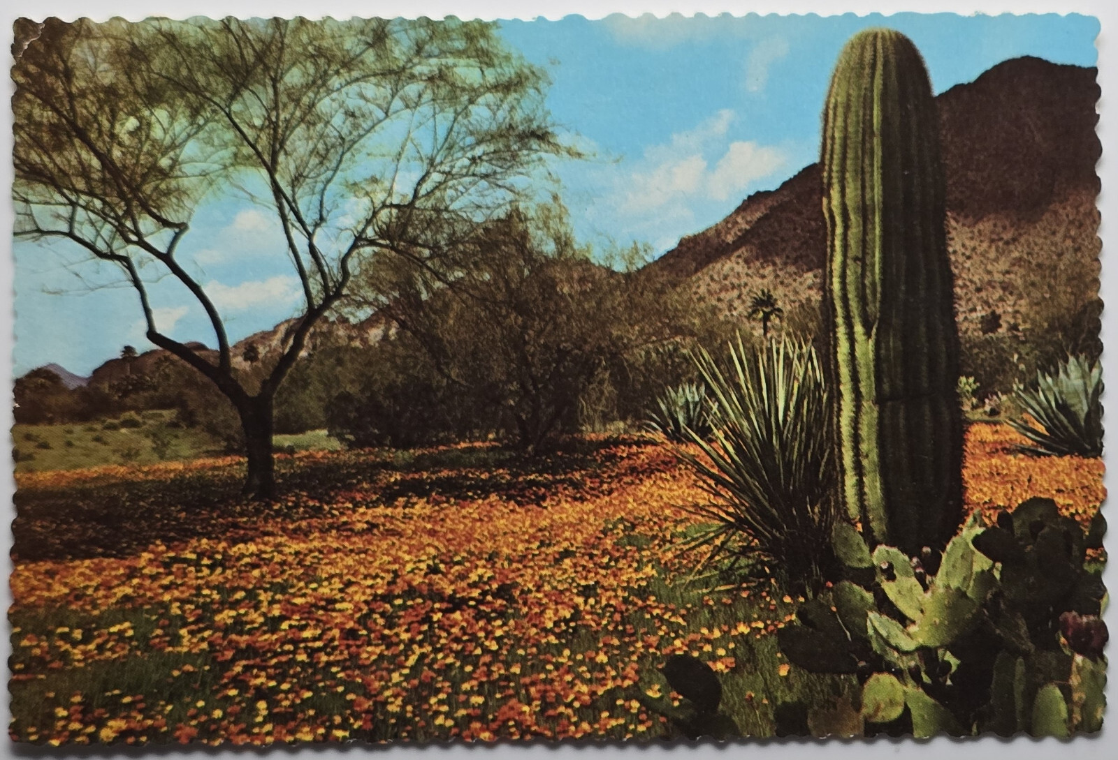 Vintage Arizona Postcard Desert Poppies Saguaro & Prickly Pear Cacti Petley