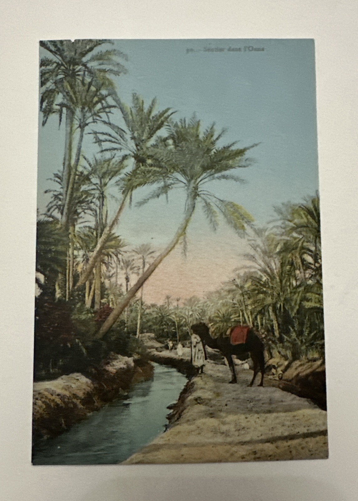 Lot of 5 Vintage 1900s North Africa Postcards – Algeria Tunisia Oasis Scenes