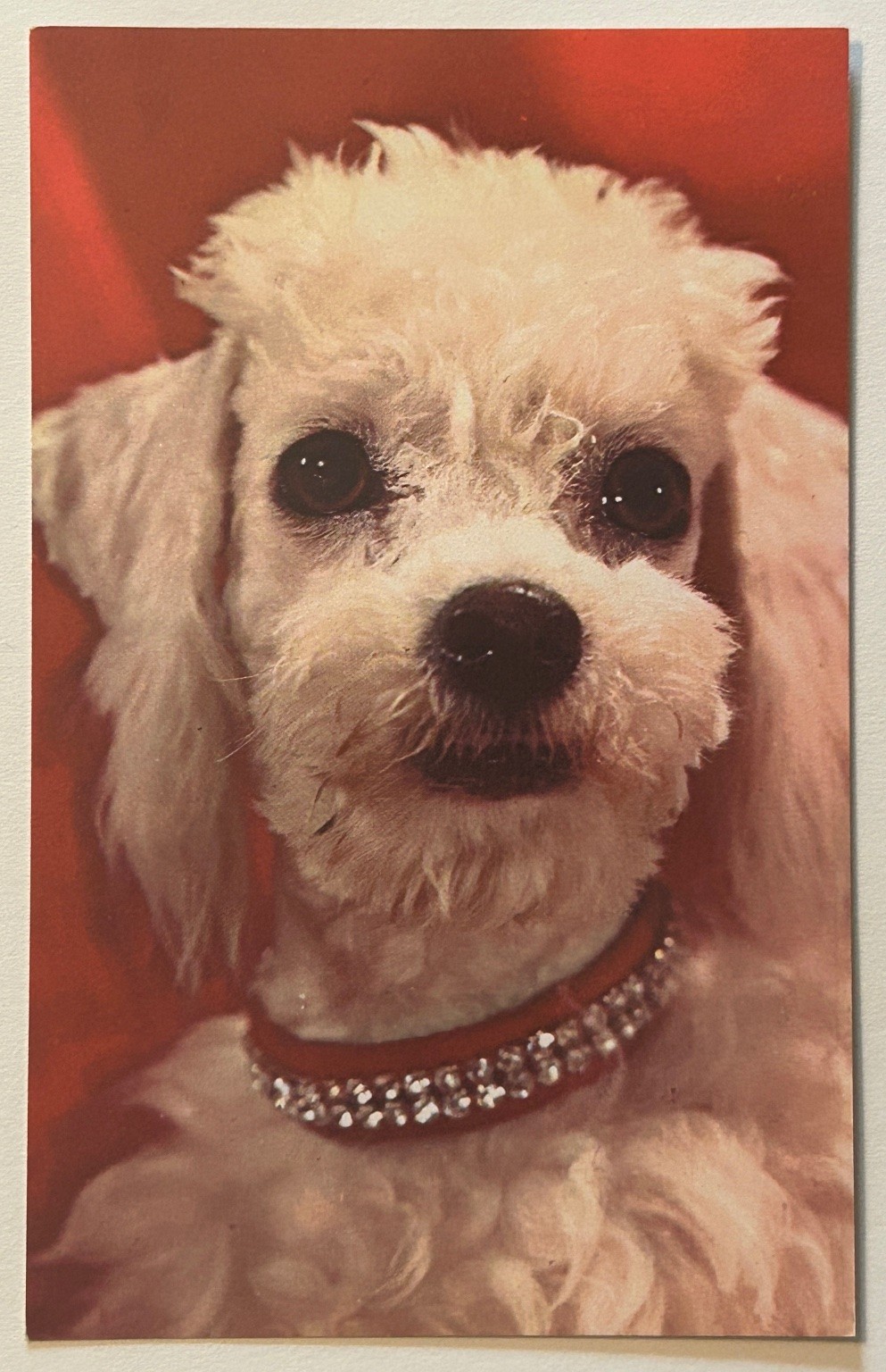 Vintage POPULAR POODLE Dog Plastichrome Postcard Colourpicture Publishers