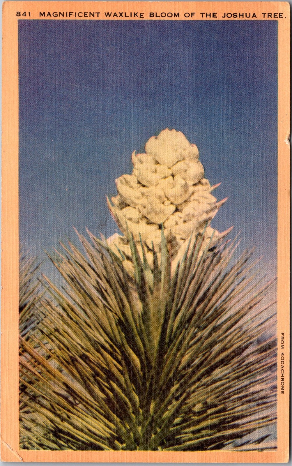 Magnificent Joshua Tree Postcard 841 Bloom From Kodachrome Longshaw C29