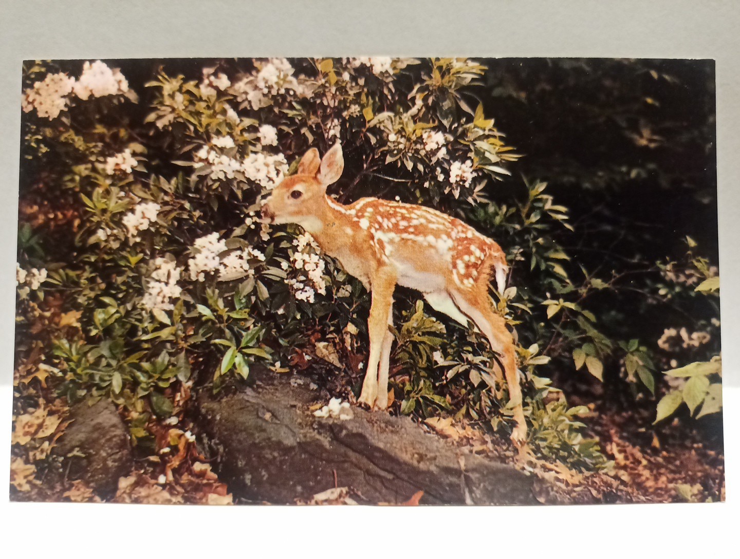 Little Deer Postcard Whitetail Fawn Greetings from Pottstown PA Color Glossy