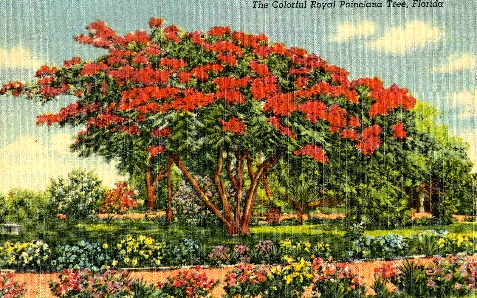 Vintage Florida Postcard The Colorful Royal Poinciana Tree Florida Posted 1951