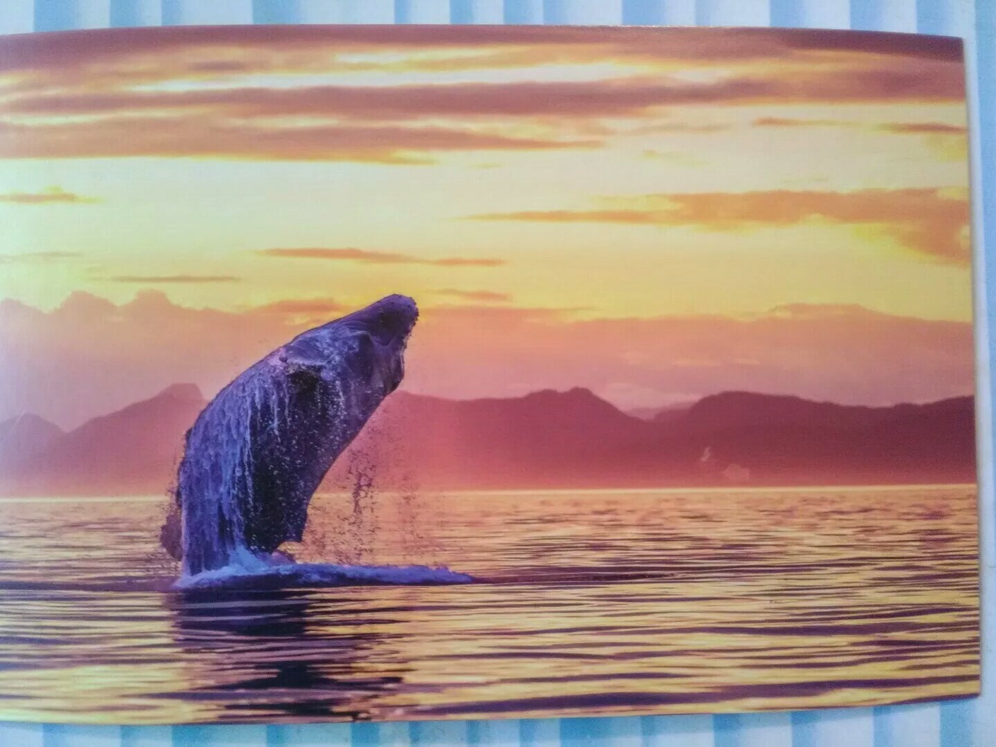 BEAUTIFUL PHOTO POST CARD WHALE BREACH IN THE PACIFIC NORTHWEST WA